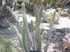 Corryocactus quadrangularis