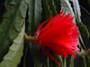 Disocactus x hybridus
