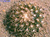 Discocactus bahiensis