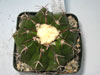 Discocactus boliviensis