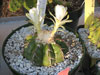 Discocactus boliviensis