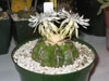 Discocactus boliviensis