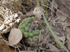 Discocactus heptacanthus