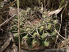 Discocactus heptacanthus