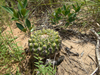 Discocactus heptacanthus