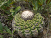 Discocactus heptacanthus