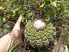 Discocactus heptacanthus