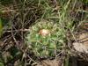 Discocactus heptacanthus