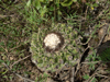 Discocactus heptacanthus