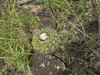 Discocactus heptacanthus