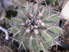 Discocactus placentiformis