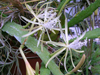 Disocactus macranthus