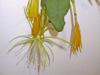 Disocactus macranthus