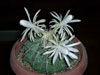 Discocactus placentiformis