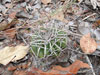 Discocactus placentiformis