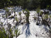 Discocactus pseudoinsignis