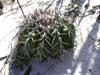 Discocactus pseudoinsignis