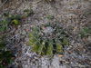 Discocactus pseudoinsignis