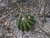 Discocactus pseudoinsignis