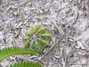 Discocactus pseudoinsignis