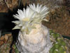 Discocactus zehntneri