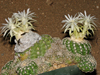 Discocactus zehntneri