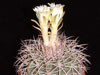 Discocactus zehntneri