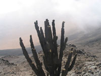 cactus mojave desert