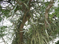 cactus rain forest