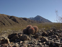 cactus mojave desert