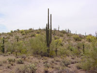 cactus sonoran desert