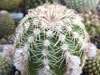 Echinocereus adustus