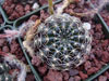 Echinopsis ancistrophora