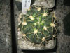 Echinopsis ancistrophora