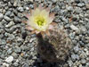 Echinopsis ancistrophora