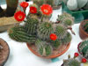 Echinopsis ancistrophora