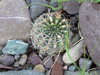 Echinopsis ancistrophora