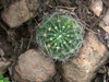 Echinopsis ancistrophora