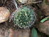 Echinopsis ancistrophora