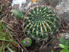 Echinopsis ancistrophora