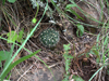 Echinopsis ancistrophora