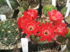 Echinopsis ancistrophora