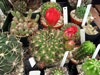 Echinopsis ancistrophora