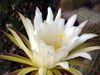 Echinopsis angelesii