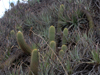 Echinopsis angelesii