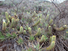 Echinopsis angelesii