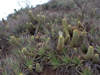 Echinopsis angelesii