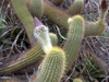 Echinopsis angelesii