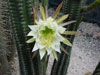 Echinopsis arboricola