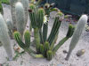 Echinopsis arboricola